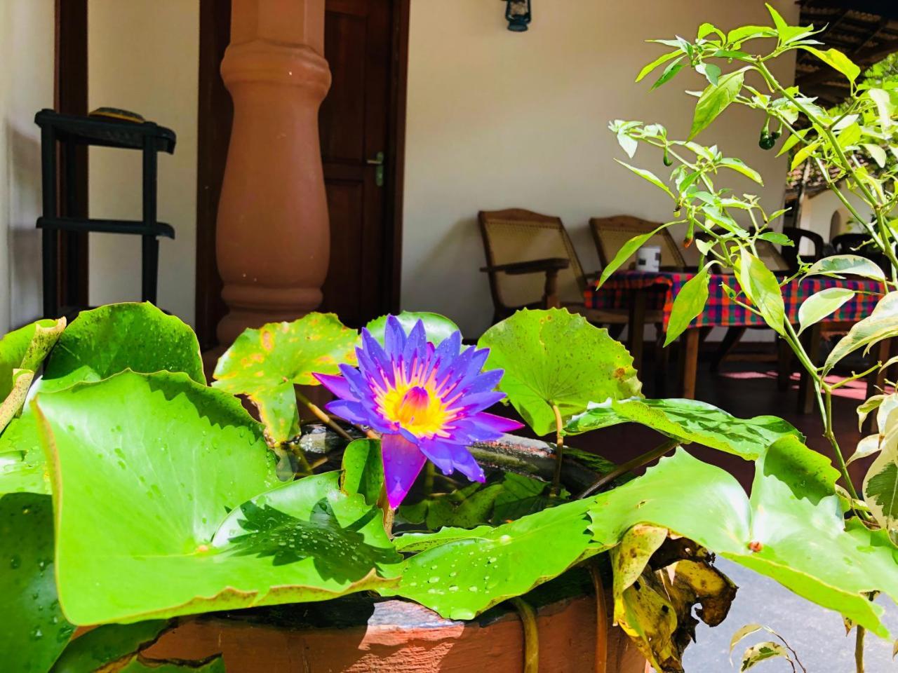 Sigiriya Nature Villa Lodge Exterior foto